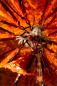 Preview: Yu-Gi-Oh! Card Game Monster Collection PVC Statue 1/7 Kagari Sky Striker Ace 40 cm